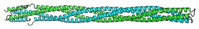 Figure: Schematic representation of the cytoplasmic portion of a transmembrane signal transduction protein.