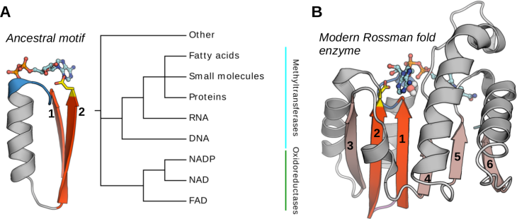 Figure: Architecture of the Rossmann fold and cofactor binding ancestral motif