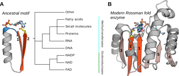 Schematic representations of the architecture of the Rossmann fold. The