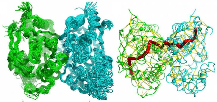 Figure: thymidylate synthase structures, description below